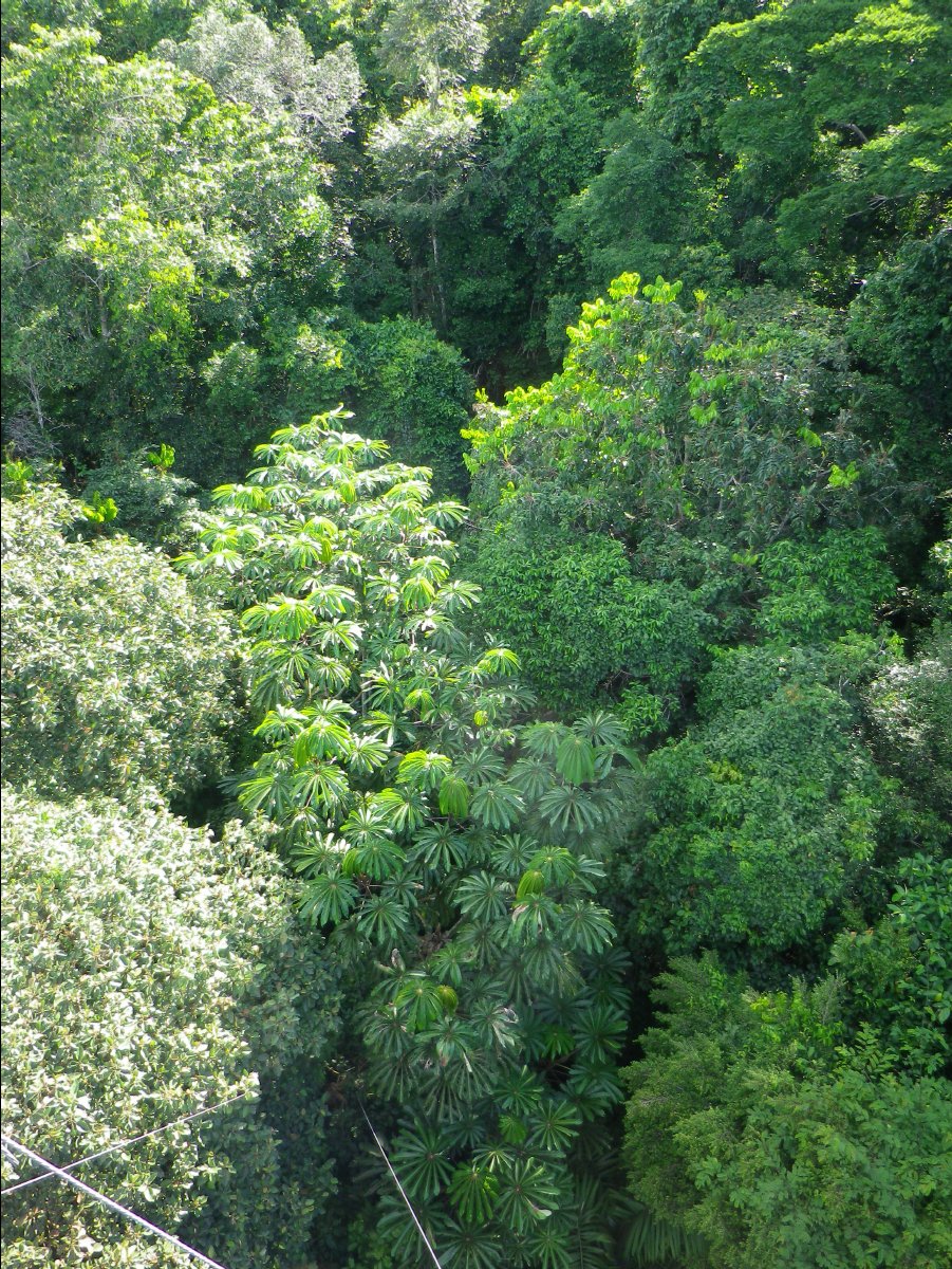 Canopy Tower12
